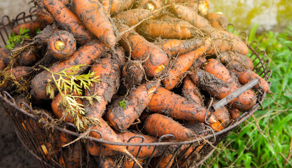 Freshly picked carrots in a basket. Freshly harvested. Agriculture and farming. Harvesting, harvest carrot. Selective focus