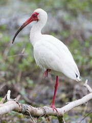 An American white ibis (eudocimus albus) perching in a coastal wetland area.
