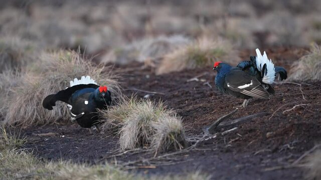 Black Grouse on spring bog ready for fighting, lekking. Spring colors of moors with black grouse, blackcock. Male Black Grouse lek game at sunrise. Lyrurus tetrix lekking in Estonia, Saaremaa swamp