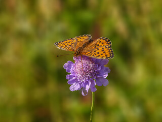 Papillon Grand Nacré butinant une fleur violette