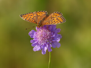 Papillon Grand Nacré butinant une fleur violette