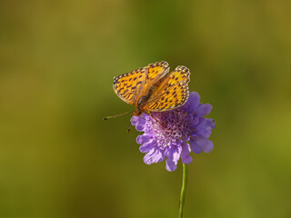 Papillon Grand Nacré butinant une fleur violette