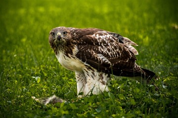 red tailed hawk