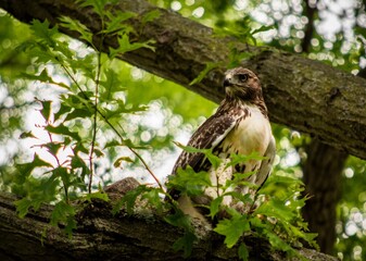 bird of prey