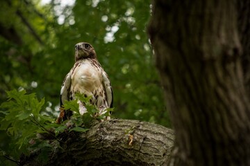 bird of prey