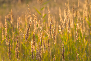 Meadows at the golden hour, Belarus