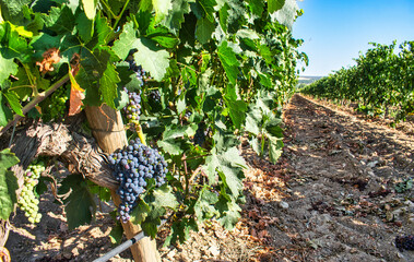 Hileras de vides con racimos de uvas hacia mediados de agosto en la ribera del río Duero, España