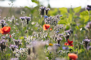 field of flowers and herbs in the meadow