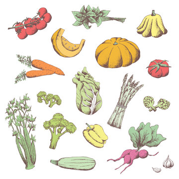 Color hand drawn jpg image. Pattern set of vegetables. Collection of farm products. Harvest. Asparagus, pepper, carrots, broccoli, squash, onions, cabbage. 