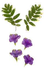 Pressed and dried flowers leaves isolated on white background. For use in floral patterns, herbariums, scrapbooking.