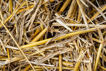 Macro photo of hay and stubble on a mowed field, texture of mown grain..