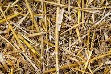 Macro photo of hay and stubble on a mowed field, texture of mown grain..
