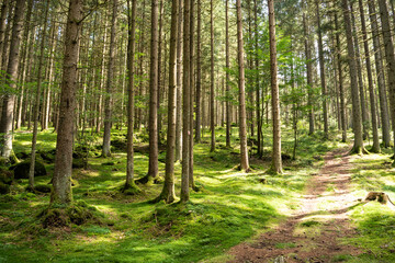 Fototapeta na wymiar Bavarian Forest near Böbrach