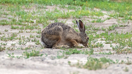 Wild European hare (Lepus europaeus), brown hare sitting in profile in young green grass. Watching animals close in nature with selective blur