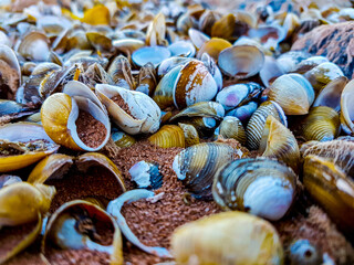 Many Shells In The Sand