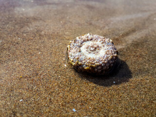 Marine Nature On The Beach