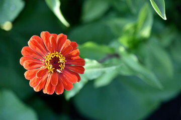 Colorful zinnia flowers close-up in the garden
