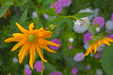 Yellow flowers of rudbeckia green-eyed close-up in the garden
