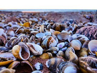 Great Beach Full Of Shells