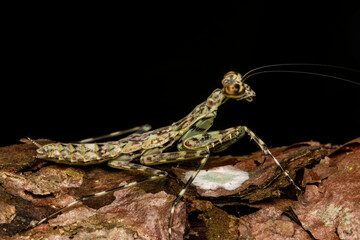 green and black macro mantis