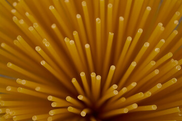 Pasta / Spaghetti
