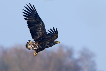 White-tailed eagle (Haliaeetus albicilla)