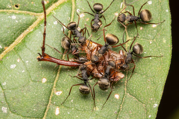 camponotus ants feeding
