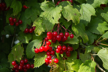 a brush of red viburnum berries against the background of bright green foliage of the shrub