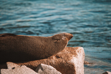 Australian fur seal sitting on a rock.