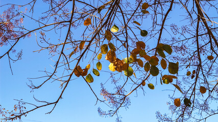 autumn leaves against blue sky. dry leaves on the tree branch. autumn season. nature background.
