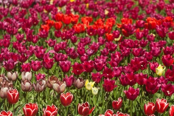 tulips garden