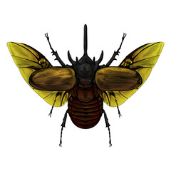 Rhinoceros beetles Color, hand drawing vintage, Engraving illustration, Vector graphic, Insects, Bug, isolated on white background.