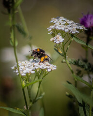 (c)ShortiesPhotography, AllRIghts Reserved