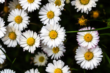 Bellis perennis flower. Daisy blooms in spring © Vlad Ispas