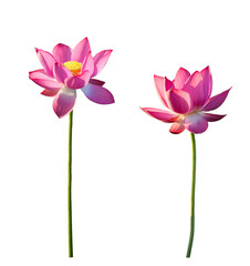 Pink lotus flower isolated on white background