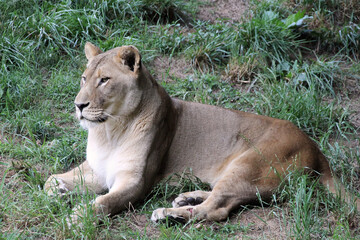 Lioness lying on the ground