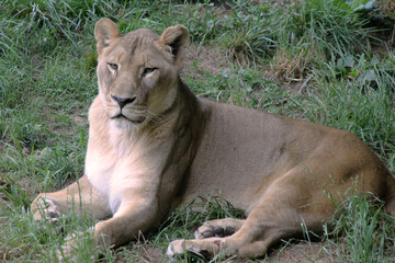 Lioness lying on the ground