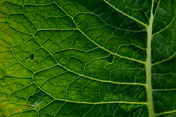 Green leaf close up background.
