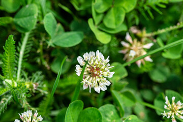 Background made of three leafy clovers with visible white flowers..