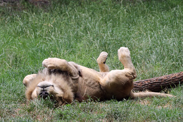 Male lion rolling on back