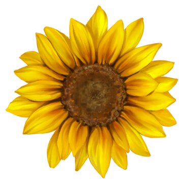 Sunflower flower.  Realistic watercolor color illustration of sunflower.  Isolated on white background.
