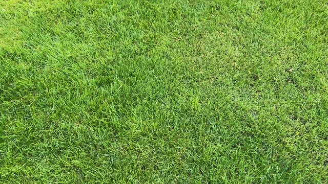 Green grass background, View of lush green grass blades, immaculate grass lawn