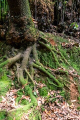 Raíces de árboles en un bosque en Tacoronte, isla de Tenerife