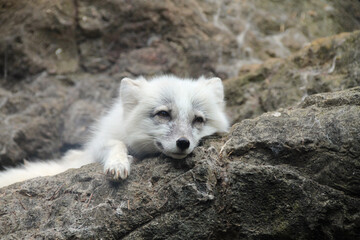 Lounging arctic fox on rock