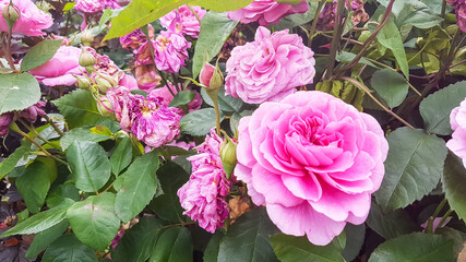 Pretty in pink , roses growing outdoors in country garden in rural England UK