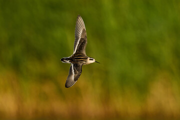 Red-necked phalarope (Phalaropus lobatus)