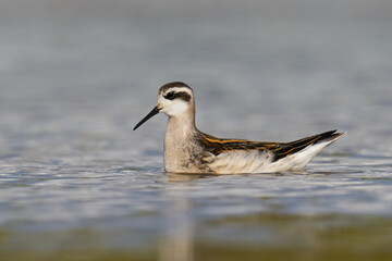Red-necked phalarope (Phalaropus lobatus)