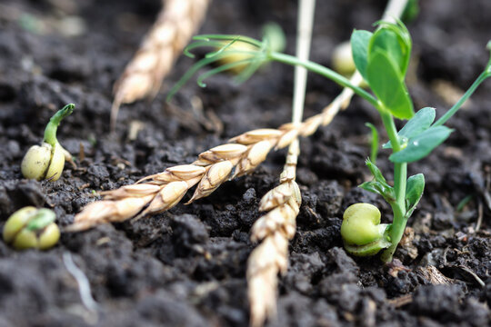 Green Peas Growing In Field Where Wheat Plants Were Harvested, Cover Crops To Improve Soil Structure, Sustainable Agriculture Concept