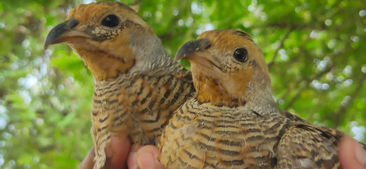 Two cute little quails closeup view or two beautiful quails 