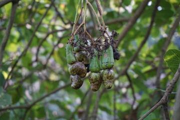 The cashew fruit (Anacardium occidentale) with natural background. cashew tree (Anacardium occidentale) is a tropical evergreen tree that produces the cashew seed and the cashew apple.